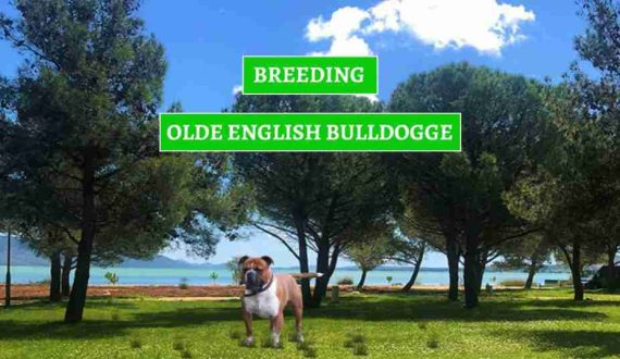 UZGOJ-OLDE-ENGLASH-BULLDOGA