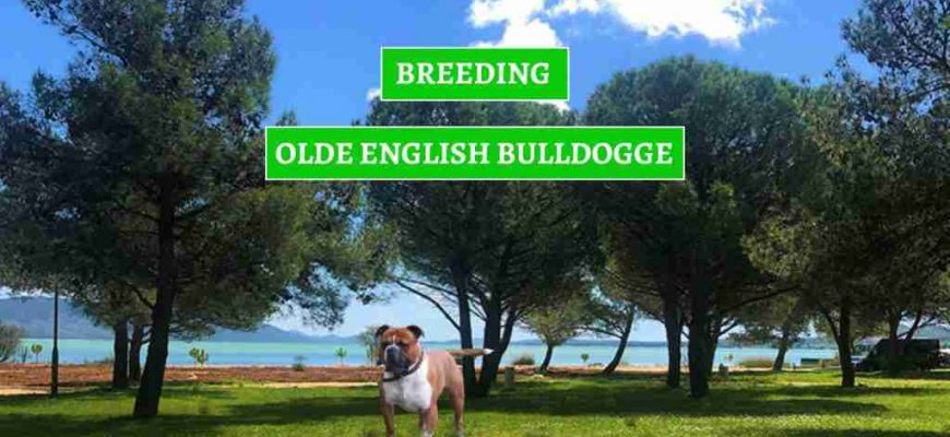 UZGOJ-OLDE-ENGLASH-BULLDOGA