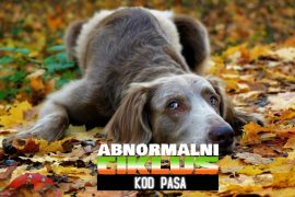 abnoralni ciklus kod pasa