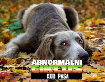 abnoralni ciklus kod pasa