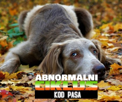 abnoralni ciklus kod pasa
