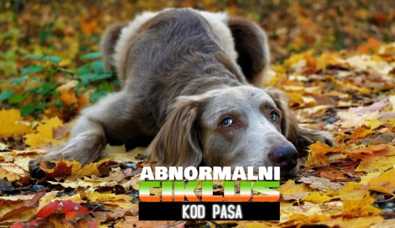 abnoralni ciklus kod pasa