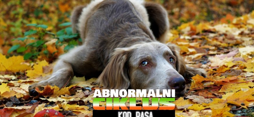 abnoralni ciklus kod pasa