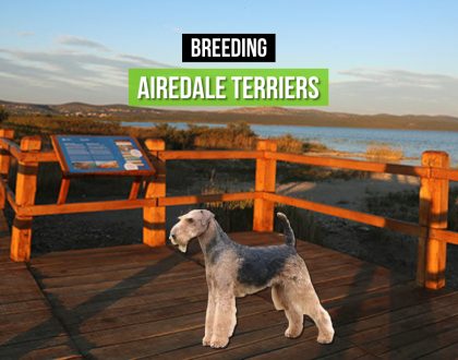 breeding airedale terijer