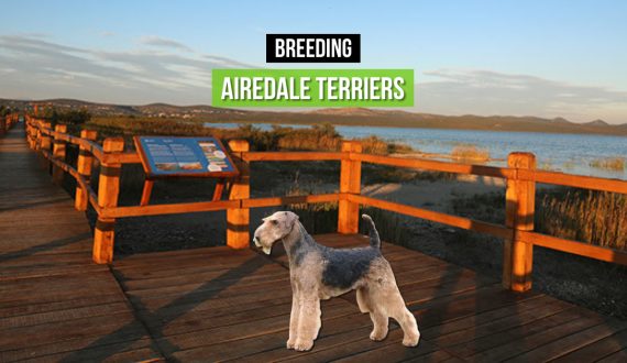 breeding airedale terijer