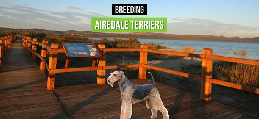 breeding airedale terijer