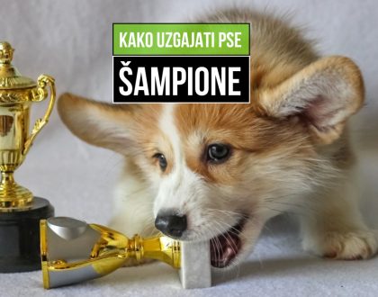 kako uzgajati pse šampione