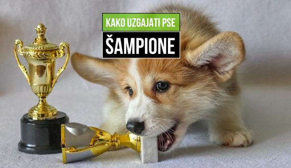 kako uzgajati pse šampione