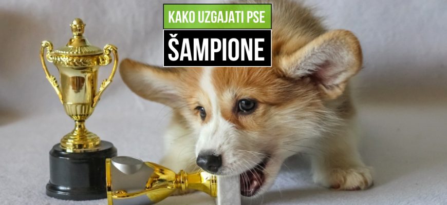 kako uzgajati pse šampione