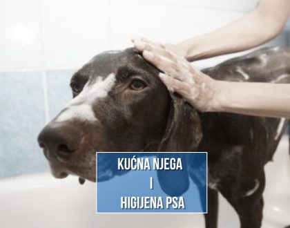 kućna njega i higijena psa