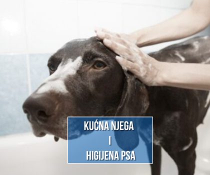 kućna njega i higijena psa