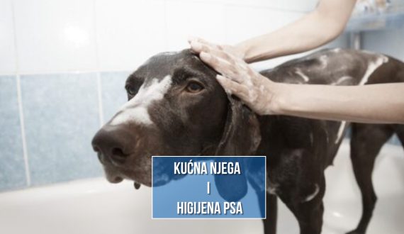 kućna njega i higijena psa
