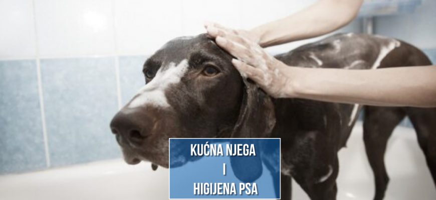kućna njega i higijena psa