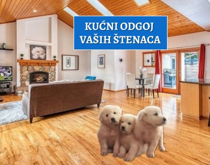 kućni odgoj vaših štenaca