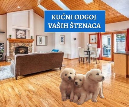 kućni odgoj vaših štenaca