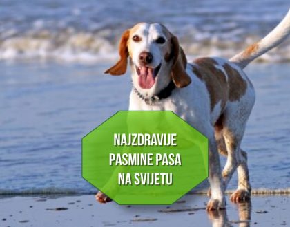 najzdravije pasmine pasa na svijetu