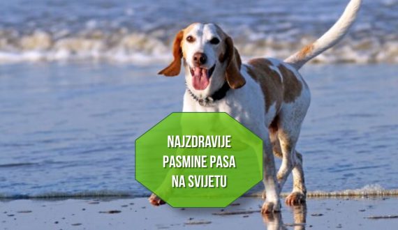 najzdravije pasmine pasa na svijetu