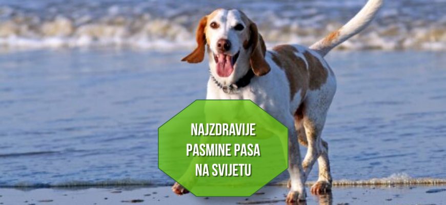 najzdravije pasmine pasa na svijetu
