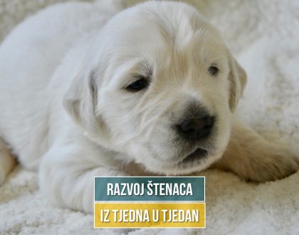 razvoj štenaca uz tjedna u tjedan