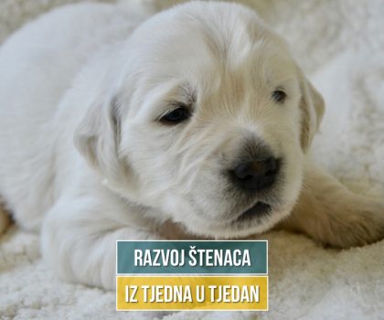 razvoj štenaca uz tjedna u tjedan