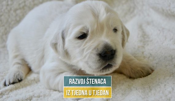 razvoj štenaca uz tjedna u tjedan