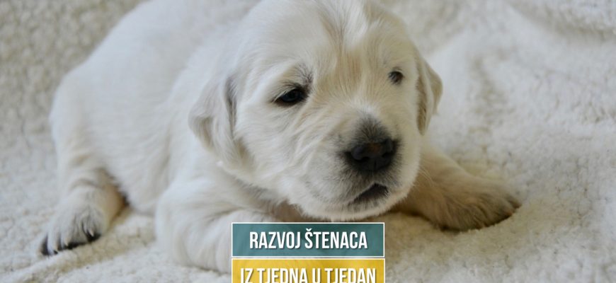 razvoj štenaca uz tjedna u tjedan