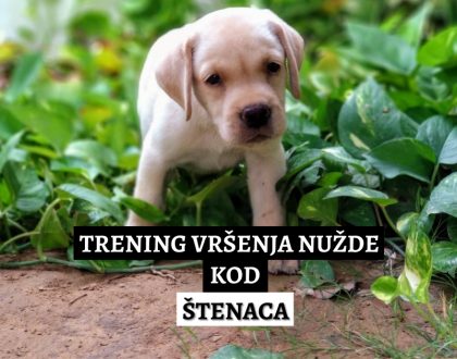trening vršenja nužde kod štenaca