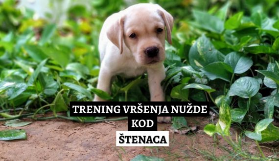 trening vršenja nužde kod štenaca