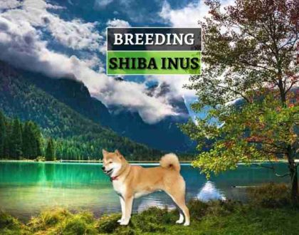 uzgoj-shiba-inu
