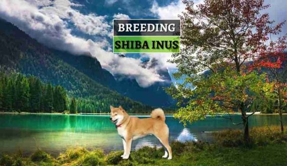 uzgoj-shiba-inu