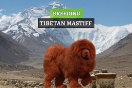 uzgoj tibetanskih mastifa