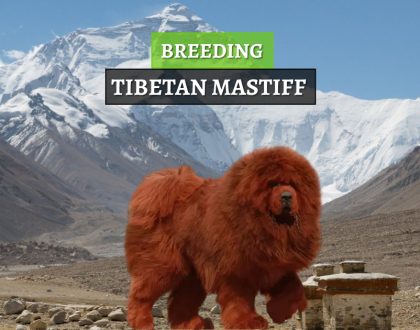 uzgoj tibetanskih mastifa