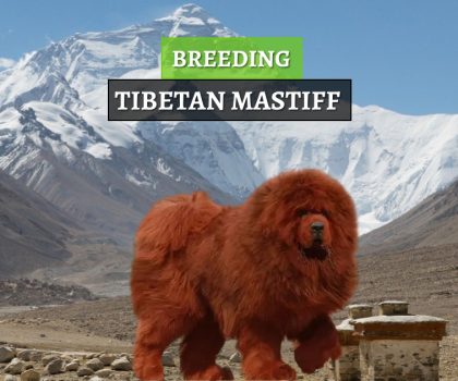 uzgoj tibetanskih mastifa