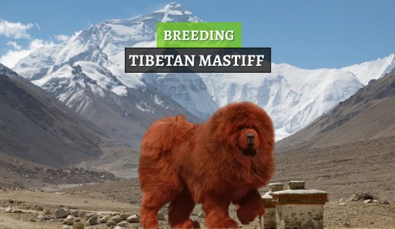 uzgoj tibetanskih mastifa