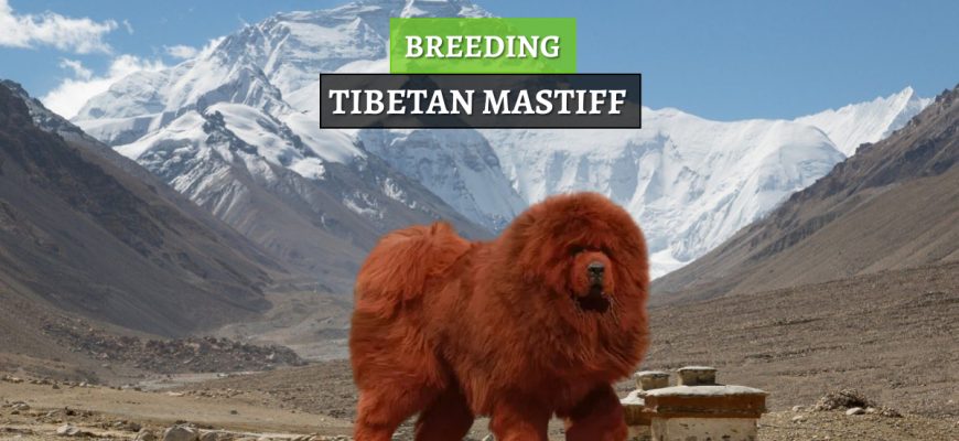 uzgoj tibetanskih mastifa