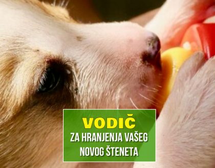 vodič za hranjenje vašeg novog šteneta