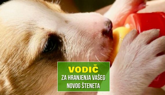 vodič za hranjenje vašeg novog šteneta