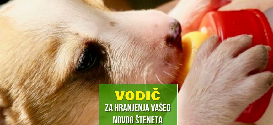 vodič za hranjenje vašeg novog šteneta