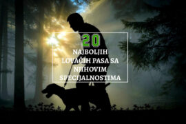 2O NAJBOLJIH LOVAČKIH PASA SA NJIHOVIM SPECIJALNOSTIMA