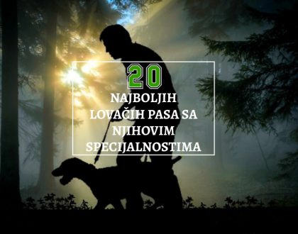 2O NAJBOLJIH LOVAČKIH PASA SA NJIHOVIM SPECIJALNOSTIMA