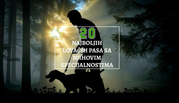 2O NAJBOLJIH LOVAČKIH PASA SA NJIHOVIM SPECIJALNOSTIMA