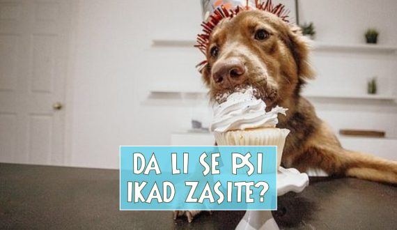 DE LI SE PSI IKAD ZASITE