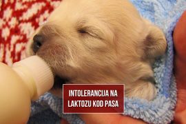 INTOLERANCIJA NA LAKTOZU KOD PASA