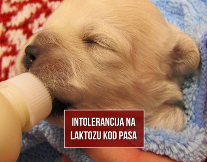 INTOLERANCIJA NA LAKTOZU KOD PASA