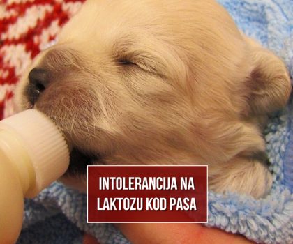 INTOLERANCIJA NA LAKTOZU KOD PASA