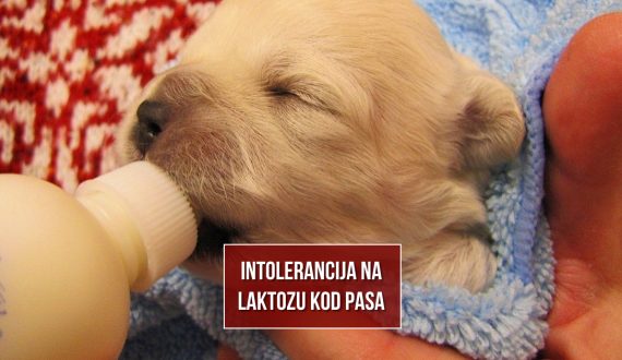 INTOLERANCIJA NA LAKTOZU KOD PASA