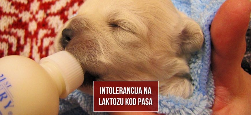 INTOLERANCIJA NA LAKTOZU KOD PASA