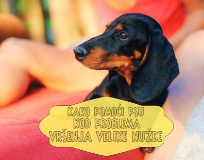 KAKO POMOĆI PSU KOD PROBLEMA VRŠENJA VELIKE NUŽDE