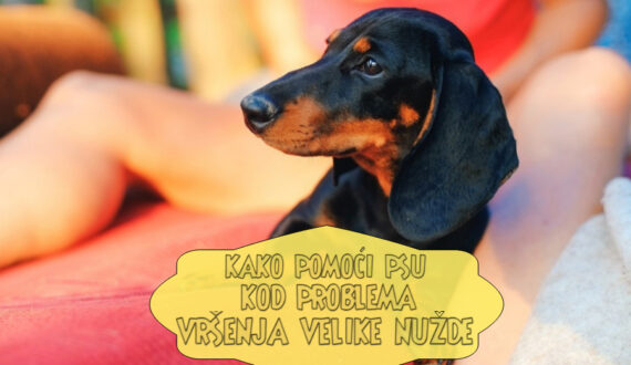 KAKO POMOĆI PSU KOD PROBLEMA VRŠENJA VELIKE NUŽDE