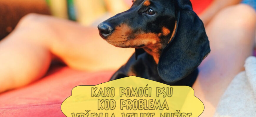 KAKO POMOĆI PSU KOD PROBLEMA VRŠENJA VELIKE NUŽDE